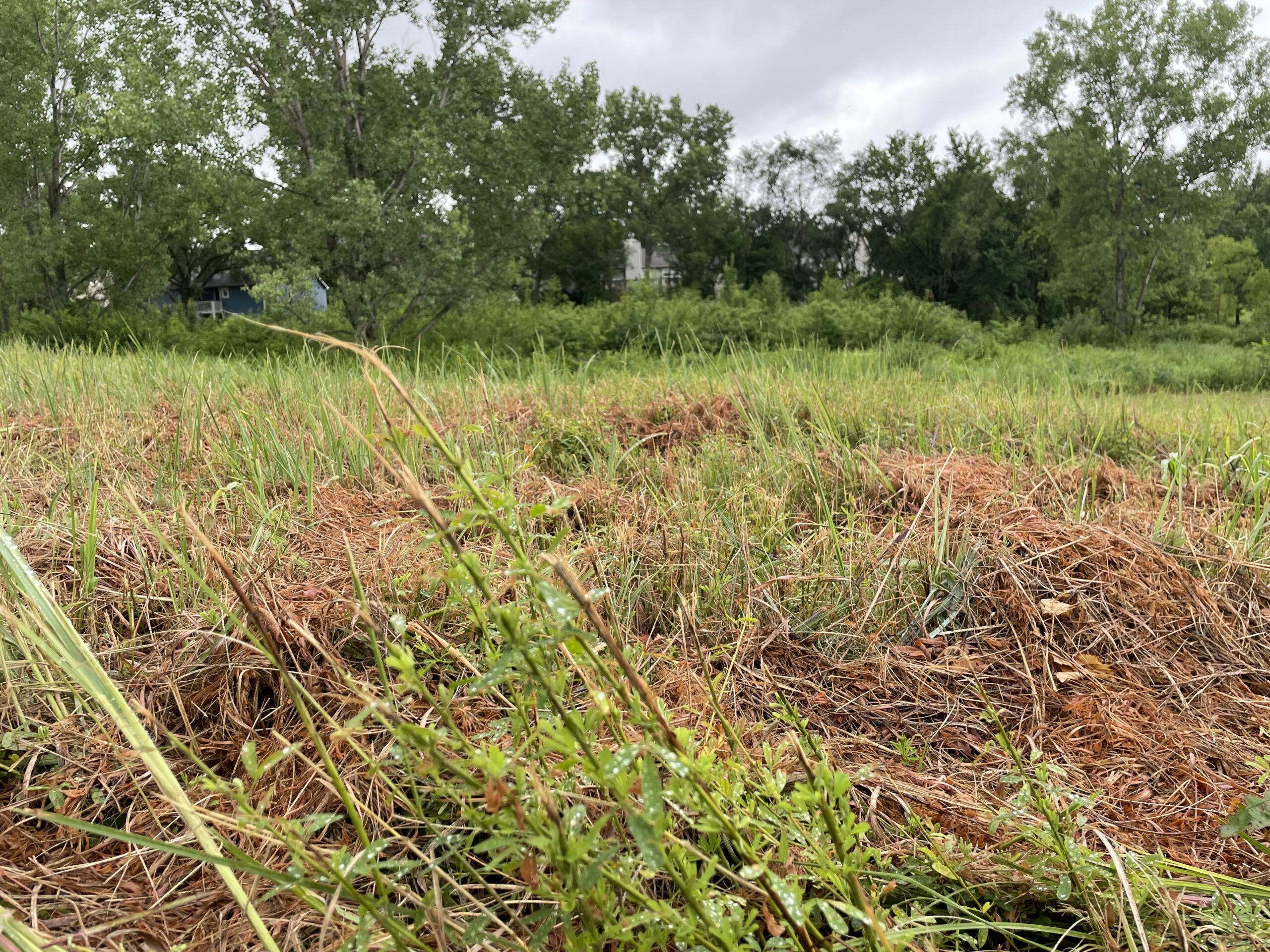 Mowing at Prairie Park's remnant prairie is part of a strategy to control noxious weeds; city, restoration team say it's the least damaging option